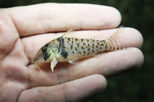 Corydoras orcesi