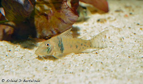 Corydoras orcesi