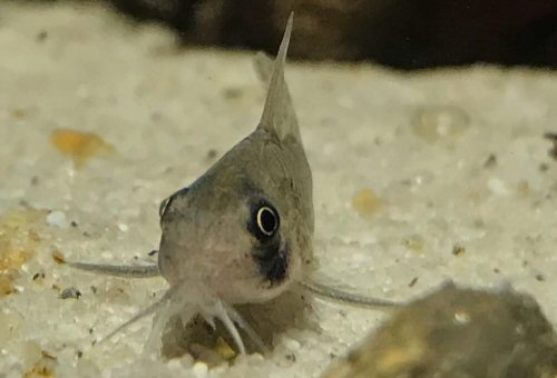 Hoplisoma ortegai = head view