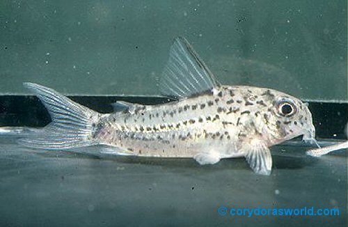 Hoplisoma osteocarum = female