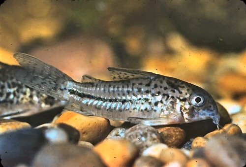 Hoplisoma osteocarum = male