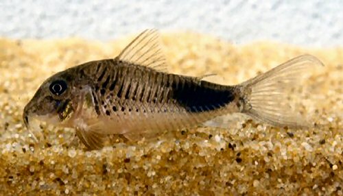 Corydoras ourastigma - lineage 1