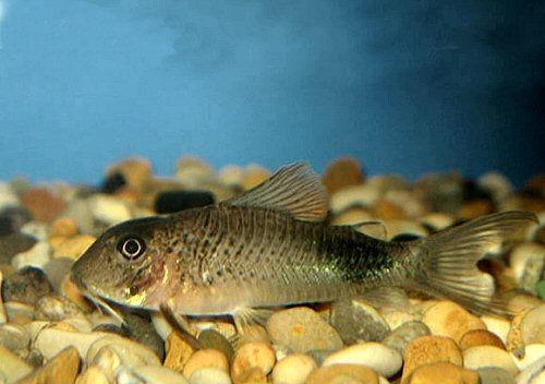 Corydoras ourastigma