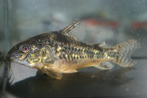 Hoplisoma paleatum = female