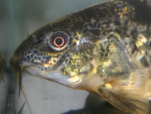 Hoplisoma paleatum = close up of head