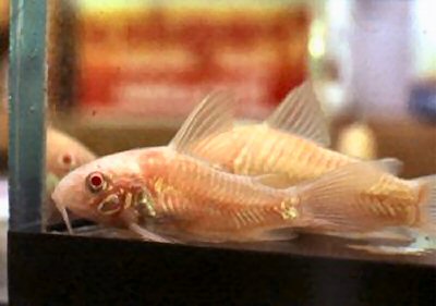 Hoplisoma paleatum (albino)