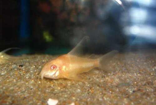 Hoplisoma paleatum (albino)