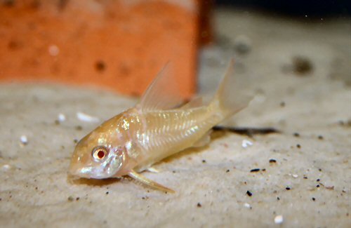 Hoplisoma paleatum (albino)