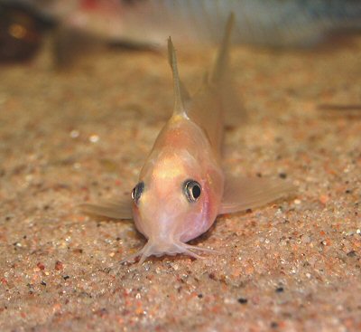 Hoplisoma panda = Leucistic speciman