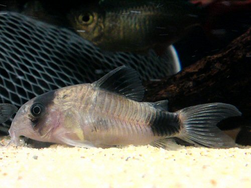 Hoplisoma panda