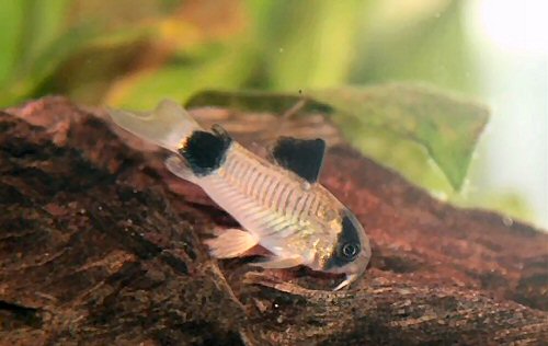 Hoplisoma panda