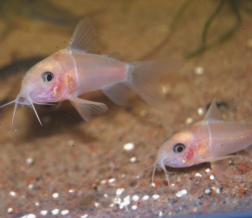 Hoplisoma panda = Leucistic specimans