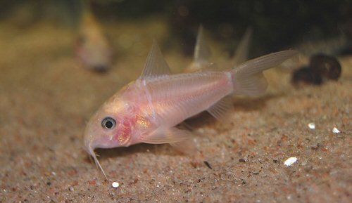 Hoplisoma panda - Leucistic specimen