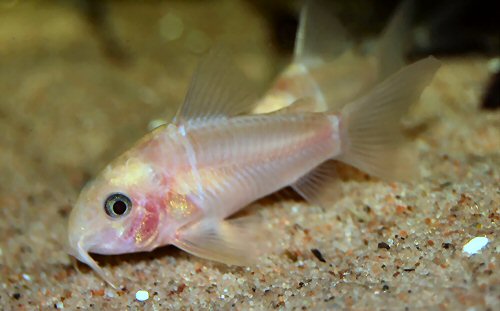 Hoplisoma panda = Leucistic speciman