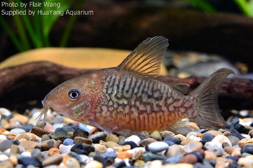 Brochis pantanalensis = male