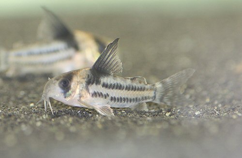 Hoplisoma parallelum = juvenile