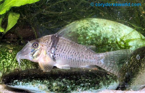 Corydoras pastazensis 