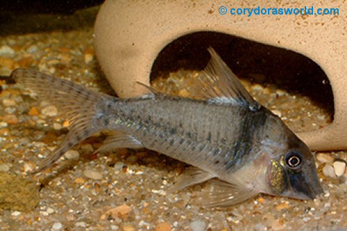 Corydoras pastazensis