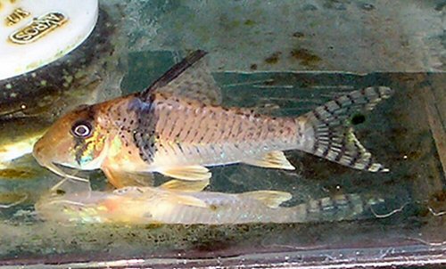 Corydoras pastazensis 