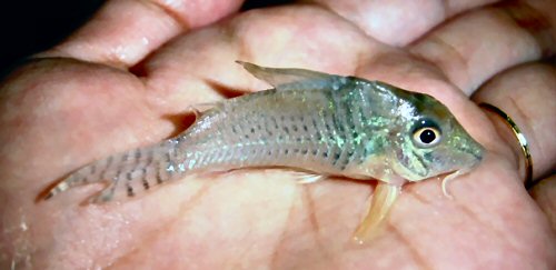 Corydoras pastazensis 