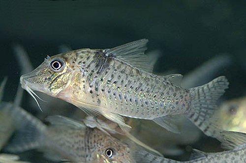 Corydoras pastazensis