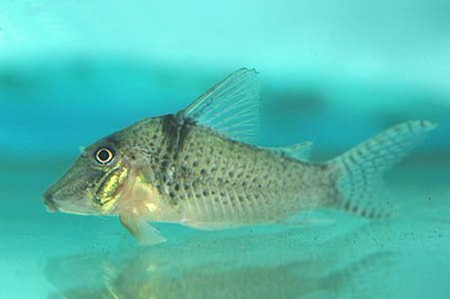 Corydoras pastazensis