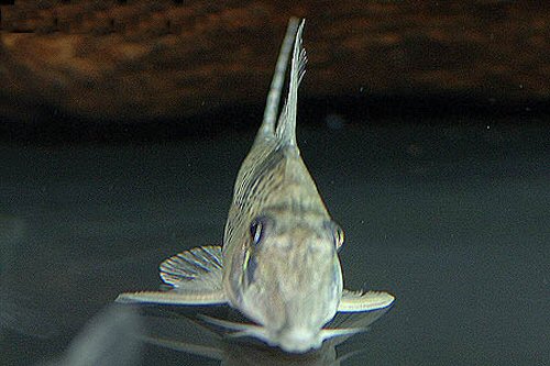 Corydoras pastazensis  = Head view