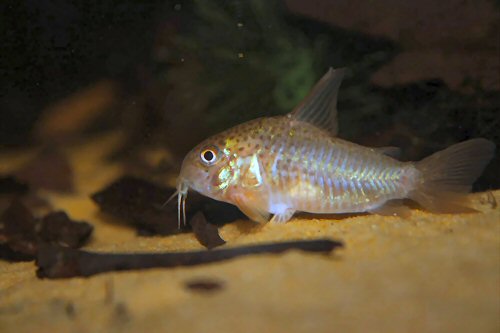 Hoplisoma polystictum