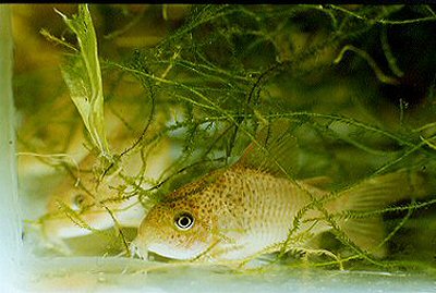 Hoplisoma polystictum