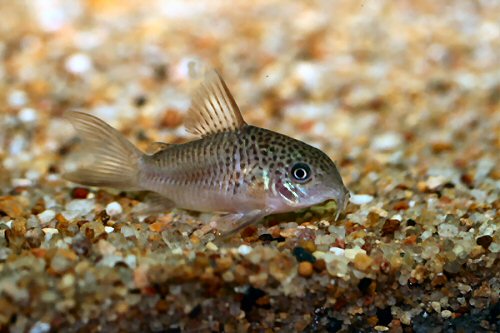 Hoplisoma polystictum