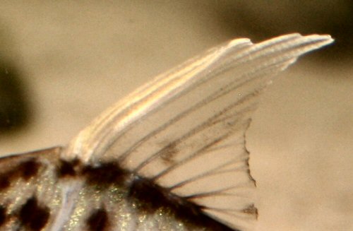 Brochis pulchra = showing male dorsal fin