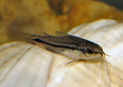 Gastrodermus pygmaeus = showing good healthy barbels