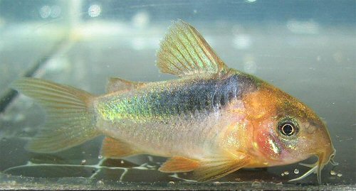 Corydoras rabauti = 2 months old