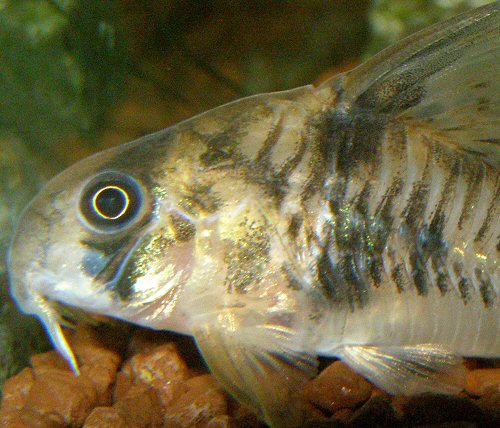 Hoplisoma reynoldsi = close up of head