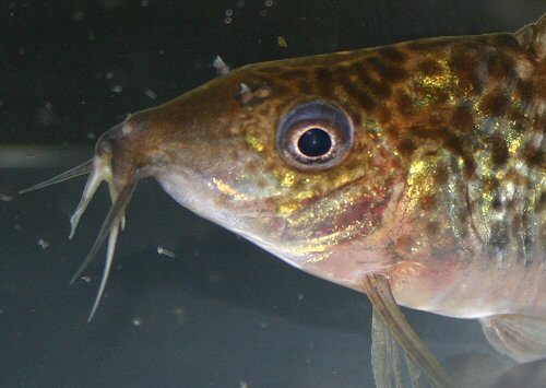 Brochis robineae = close up of head