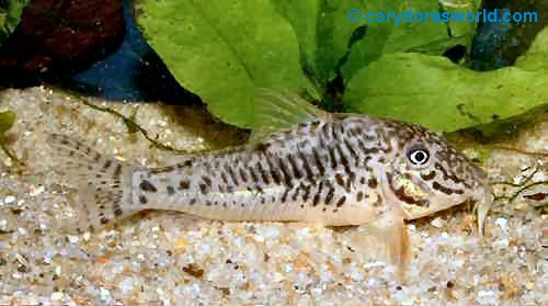 Corydoras sarareensis = female