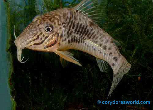 Corydoras sarareensis = male