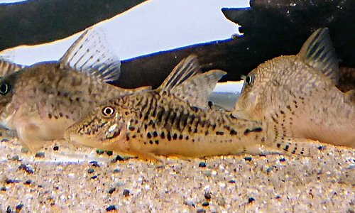 Corydoras sarareensis