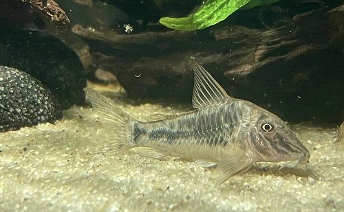 Corydoras sarareensis