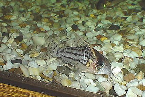 Hoplisoma schwartzi