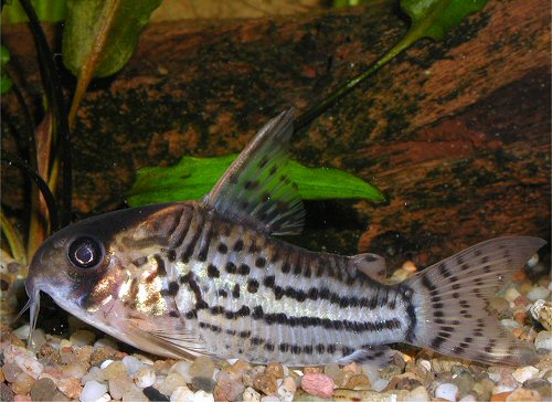 Hoplisoma schwartzi = female