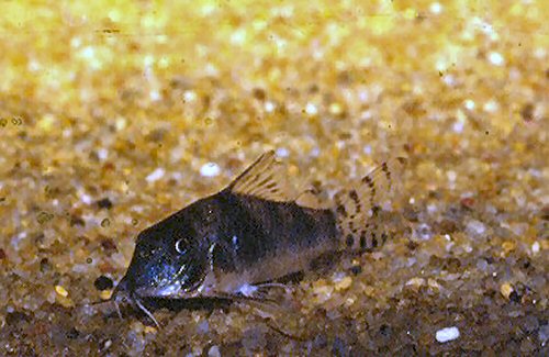 Corydoras semiaquilus