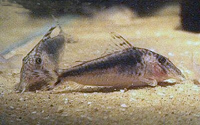 Corydoras semiaquilus