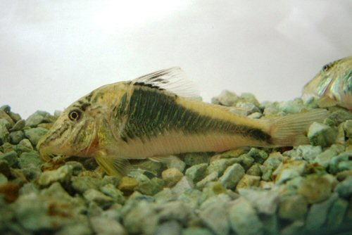 Corydoras semiaquilus 