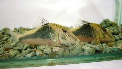 Corydoras semiaquilus