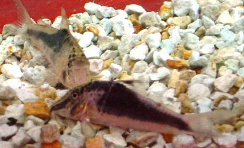 Corydoras semiaquilus 