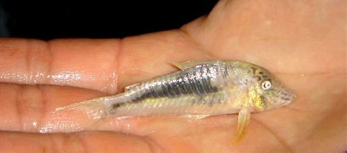 Corydoras semiaquilus