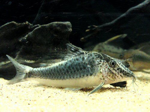 Corydoras semiaquilus 