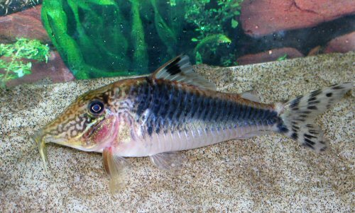 Corydoras semiaquilus