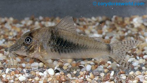 Corydoras septentrionalis